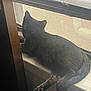 cat, black_cat, windowsill, window, relaxed, indoor, pet, animal, feline, resting, sunlight, shadow, screen, fur, tail, paw, domestic_cat, cozy, quiet, lazy
