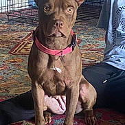Love joined the competition — help win amazing prizes! dog, brown_dog, pet, indoor, carpet, collar, crate, person, pants, shirt, sitting, floor, animal, mammal, furniture, home, attention, cute, companion, domestic_animal