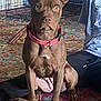 dog, brown_dog, pet, indoor, carpet, collar, crate, person, pants, shirt, sitting, floor, animal, mammal, furniture, home, attention, cute, companion, domestic_animal
