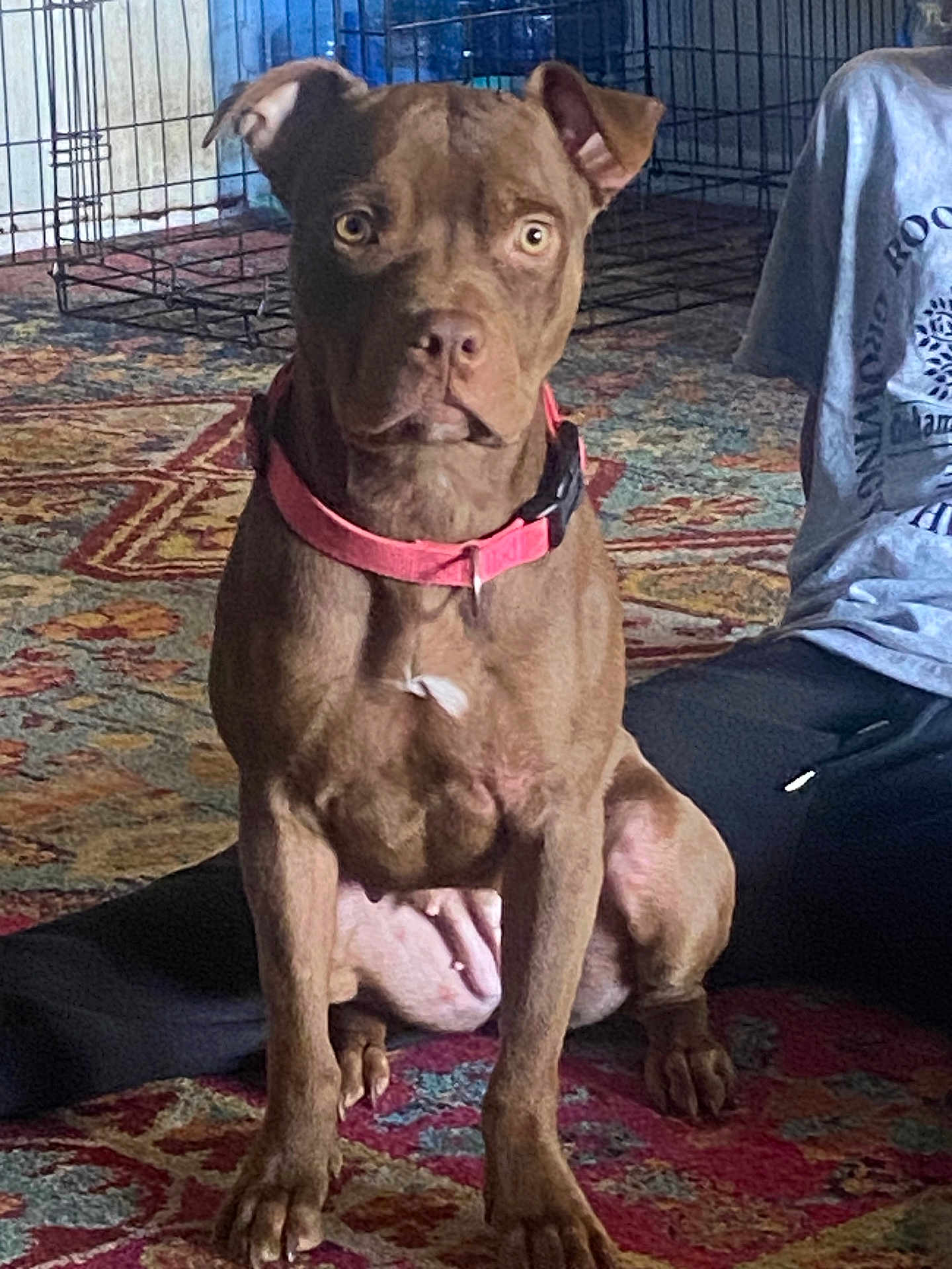 Love joined the competition — help win amazing prizes! dog, brown_dog, pet, indoor, carpet, collar, crate, person, pants, shirt, sitting, floor, animal, mammal, furniture, home, attention, cute, companion, domestic_animal