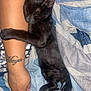 Smoke is registered to the contest to win money with this photo: arm, black_cat, blanket, blue_blanket, close_up, comfort, cozy, feline, fur, gray_blanket, hugging, human_arm, indoor, kitten, paw, pet, resting, sleeping, striped_blanket, tattoo