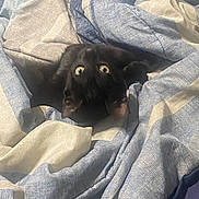 Smoke is registered to the contest to win money with this photo: animal, beige_blanket, black_cat, blanket, blue_blanket, cat, comfort, cozy, curled_up, cute, feline, fur, indoor, mammal, nest, pet, resting, soft_texture, wide_eyes, wrapped