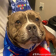 Zaza joined the competition — help win amazing prizes! dog, birthday, crown, bandana, indoor, pet, brown_dog, close_up, person, hand, red_shorts, wall_outlet, celebration, cute, animal, portrait, sitting, canine, birthday_boy, accessory