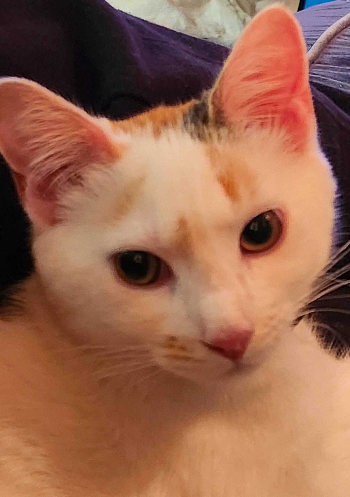 Cloe joined the competition — help win amazing prizes! carnivore, cat, close_up, domestic_short_haired_cat, ear, fawn, felidae, fur, small_to_medium_sized_cats, snout, tail, whiskers