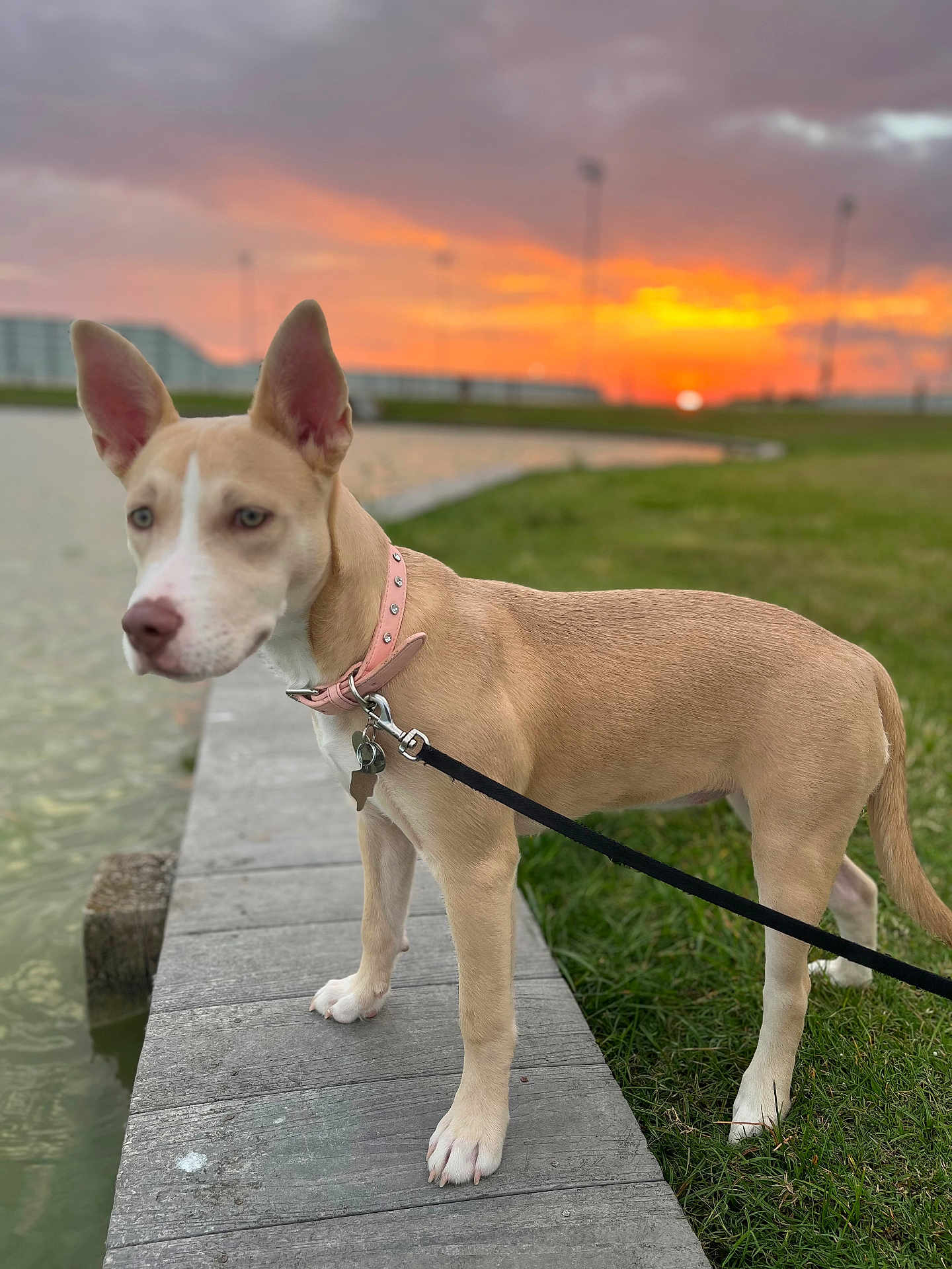 Keyna Amara Longoria is registered to the contest to win money with this photo: dog, sunset, water, dock, grass, leash, collar, outdoor, pet, animal, sky, nature, evening, park, canine, side_view, landscape, calm, vibrant, scenic