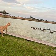 Keyna Amara Longoria is registered to the contest to win money with this photo: dog, pond, grass, ducks, water, outdoor, animal, nature, sky, clouds, park, fence, trees, calm, daytime, collar, curious, group, swimming, bank