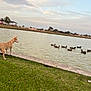 dog, pond, grass, ducks, water, outdoor, animal, nature, sky, clouds, park, fence, trees, calm, daytime, collar, curious, group, swimming, bank