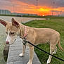 dog, sunset, water, dock, grass, leash, collar, outdoor, pet, canine, nature, evening, sky, animal, curious, walking, park, peaceful, pink_collar, side_view