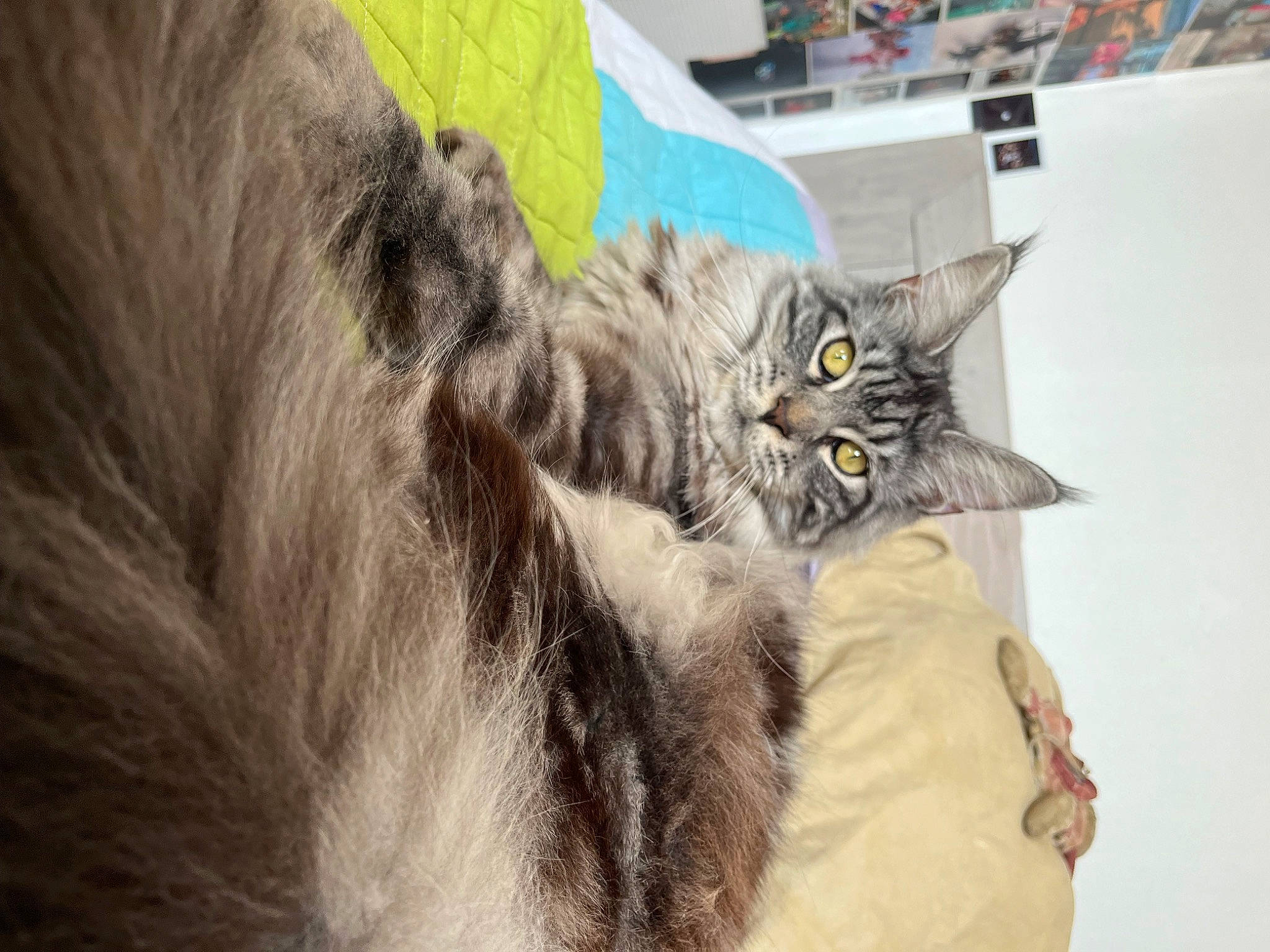 Tess a rejoint le concours — aidez-le/la à gagner de superbes lots ! carnivore, cat, claw, comfort, domestic_short_haired_cat, felidae, fur, grey, maine_coon, paw, small_to_medium_sized_cats, snout, tail, whiskers
