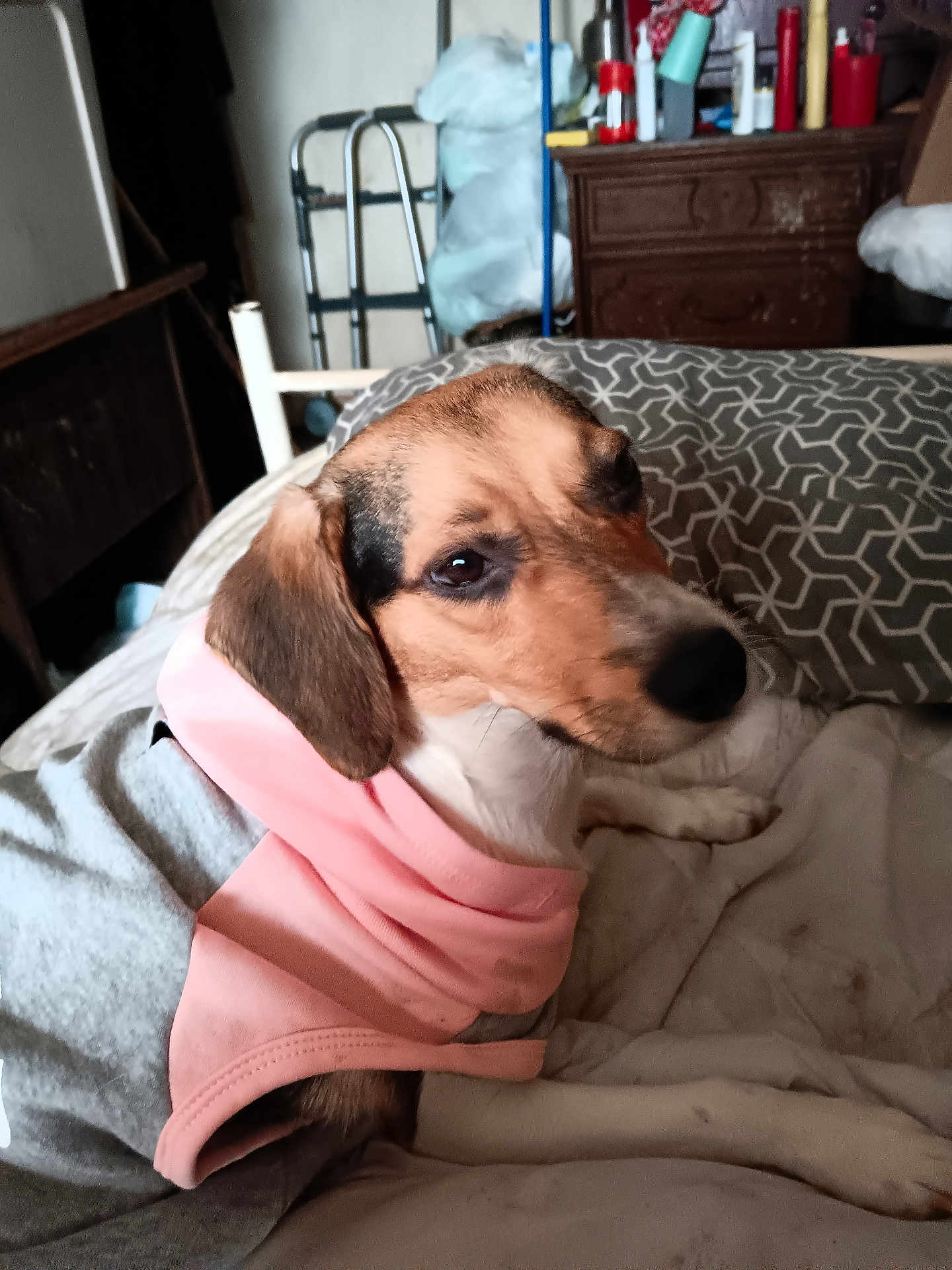 Crybaby is registered to the contest to win money with this photo: dog, pet, hoodie, pink, gray, blanket, bed, indoor, furniture, pattern, resting, canine, animal, casual, side_view, cozy, domestic, comfort, portrait, looking