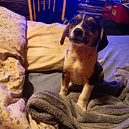 Crybaby is registered to the contest to win money with this photo: puppy, dog, bed, blanket, pillow, indoor, wooden_chair, furniture, cozy, pet, animal, cute, fur, sitting, young_dog, domestic, room, shelving, stacked_items, soft_lighting