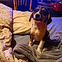 puppy, dog, bed, blanket, pillow, indoor, wooden_chair, furniture, cozy, pet, animal, cute, fur, sitting, young_dog, domestic, room, shelving, stacked_items, soft_lighting