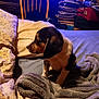 Crybaby is registered to the contest to win money with this photo: puppy, dog, bed, blanket, pillow, indoor, wooden_chair, shelf, stacked_books, clutter, soft_texture, brown_black_white_dog, pet, furniture, room, cozy, candid, resting, animal, young_dog