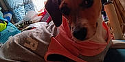 Crybaby is registered to the contest to win money with this photo: dog, pet, hoodie, clothing, bed, indoor, window, curtain, light, comfort, resting, animal, canine, casual, relaxing, furniture, textile, fabric, cozy, domestic