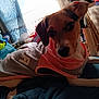 dog, pet, hoodie, clothing, bed, indoor, window, curtain, light, comfort, resting, animal, canine, casual, relaxing, furniture, textile, fabric, cozy, domestic