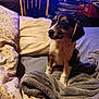 Crybaby is registered to the contest to win money with this photo: puppy, dog, bed, blanket, pillow, indoor, cozy, wooden_chair, stack_of_books, furniture, soft, cute, pet, animal, domestic, young, small, fur, black, brown