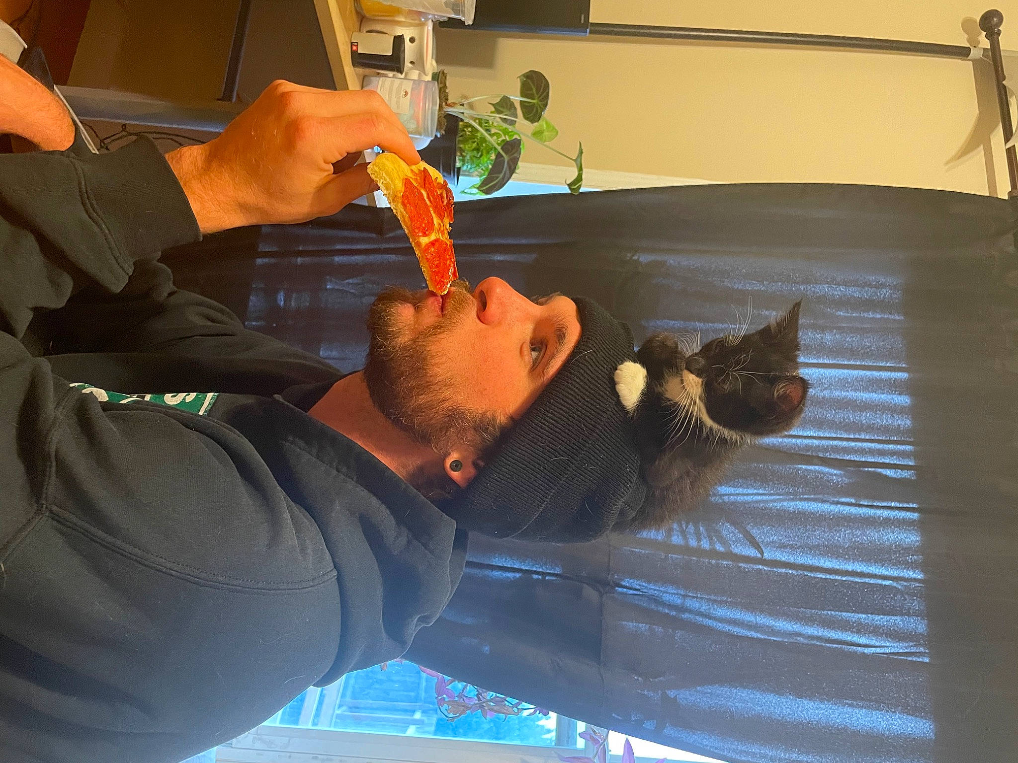 Norman joined the competition — help win amazing prizes! beard, carnivore, cat, domestic_short_haired_cat, elbow, felidae, finger, flowerpot, fur, gesture, hand, houseplant, plant, room, small_to_medium_sized_cats, tail, thumb, whiskers, wood, wrist