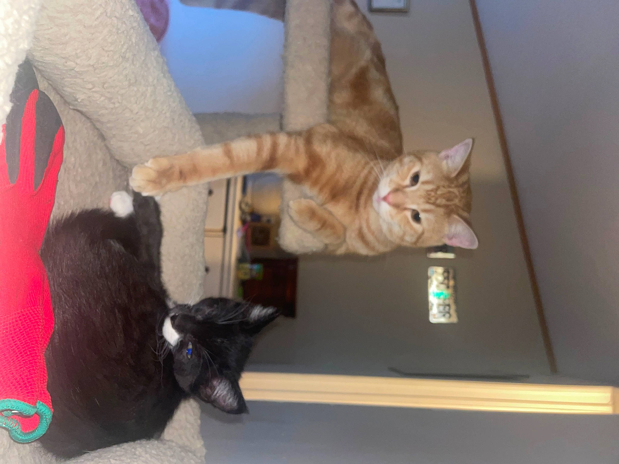 Norman is registered to the contest to win money with this photo: black_cat, bombay, carnivore, cat, cat_furniture, cat_supply, claw, comfort, domestic_short_haired_cat, fawn, felidae, fur, paw, room, small_to_medium_sized_cats, tail, vertebrate, whiskers, wood