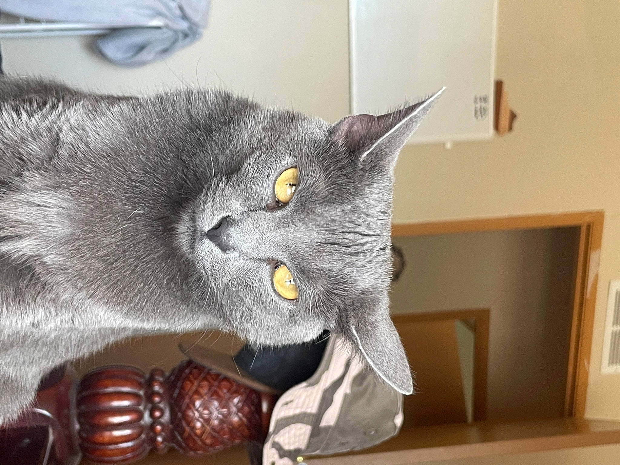 Jordan is registered to the contest to win money with this photo: black_cat, carnivore, cat, chartreux, domestic_short_haired_cat, felidae, fur, grey, russian_blue, small_to_medium_sized_cats, snout, tail, whiskers