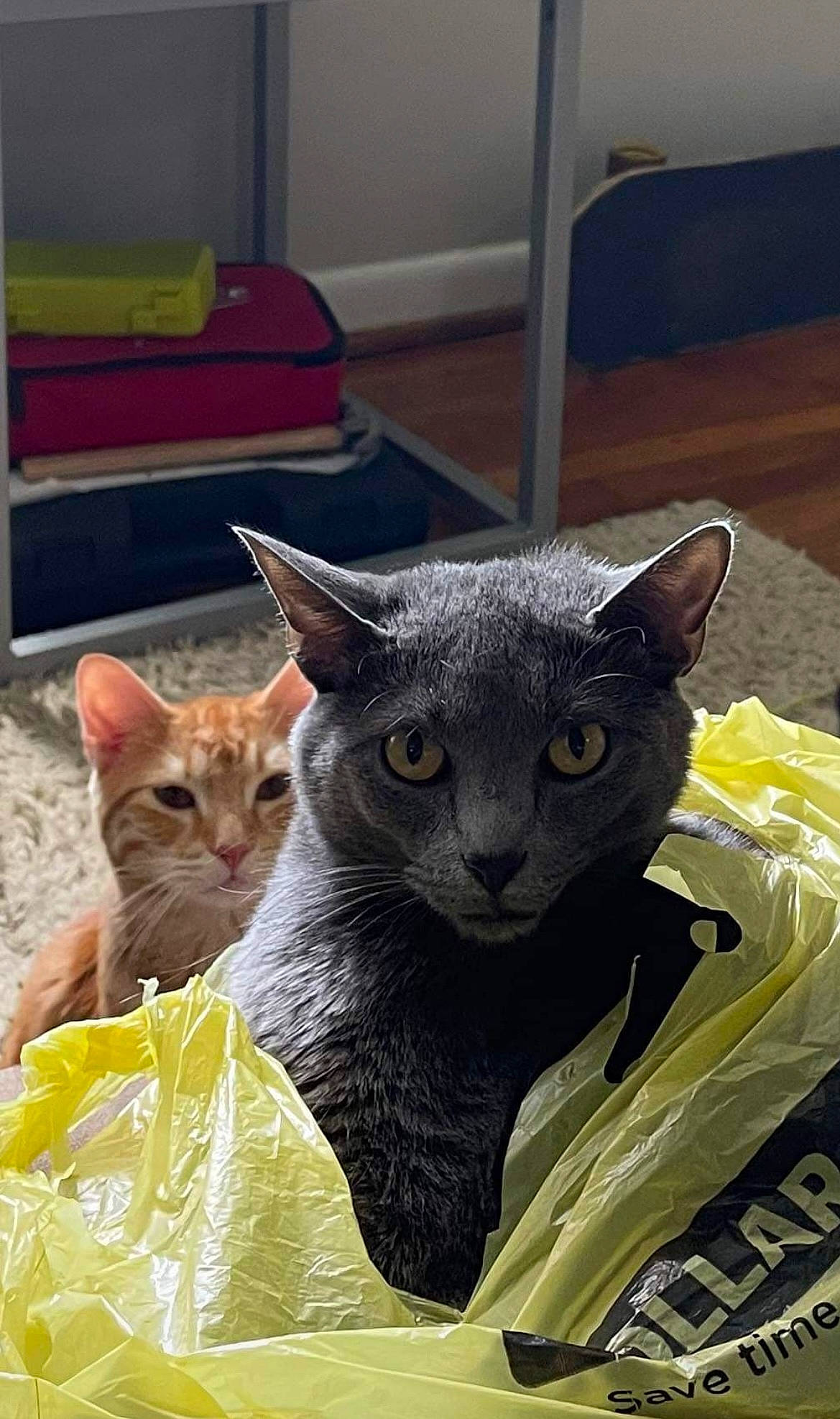 Jordan is registered to the contest to win money with this photo: bombay, carnivore, cat, cat_supply, comfort, domestic_short_haired_cat, fawn, felidae, fur, grey, small_to_medium_sized_cats, snout, terrestrial_animal, whiskers