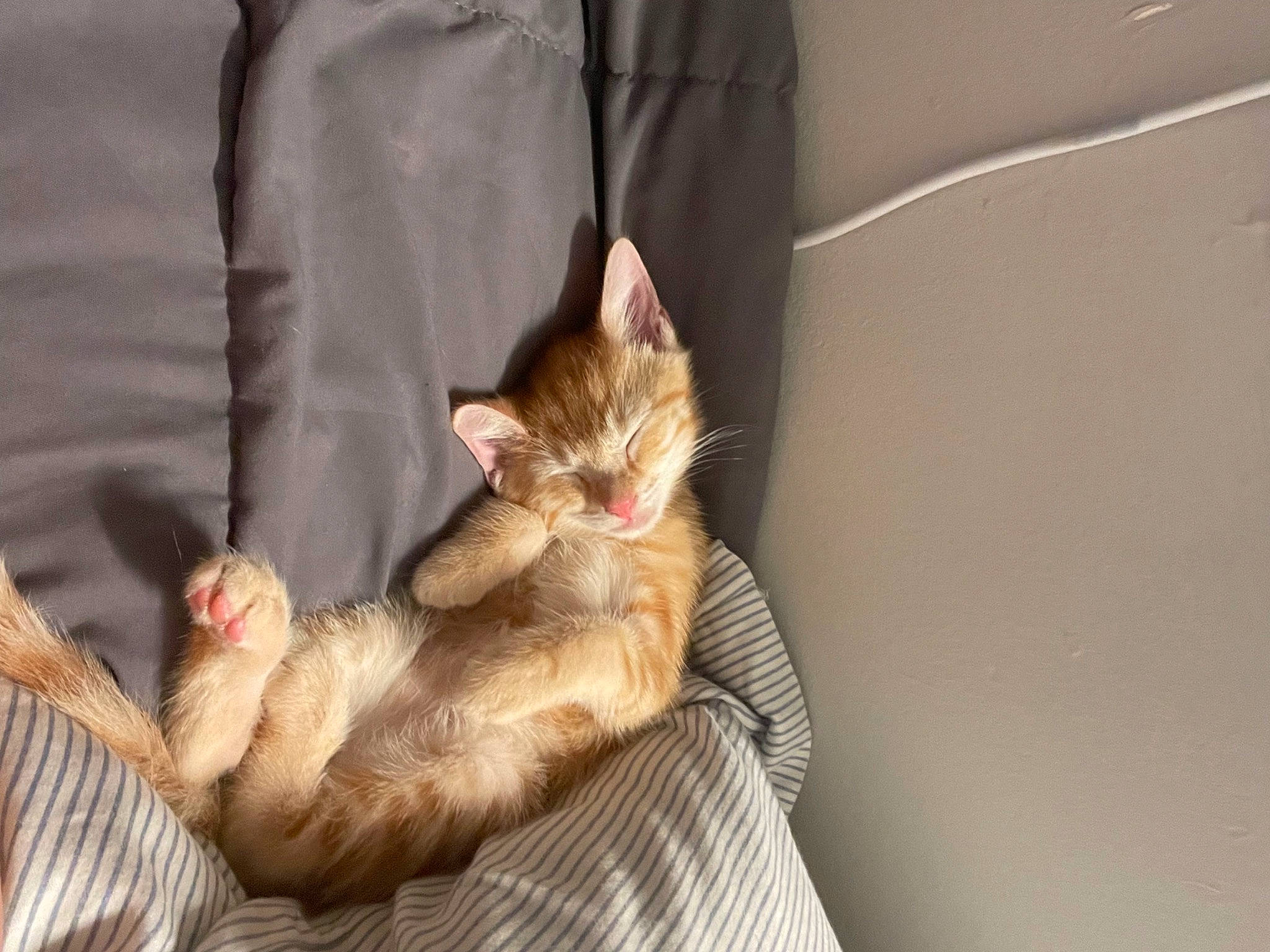 Radar is registered to the contest to win money with this photo: carnivore, cat, claw, comfort, domestic_short_haired_cat, fawn, felidae, fur, linens, nap, paw, small_to_medium_sized_cats, tail, whiskers