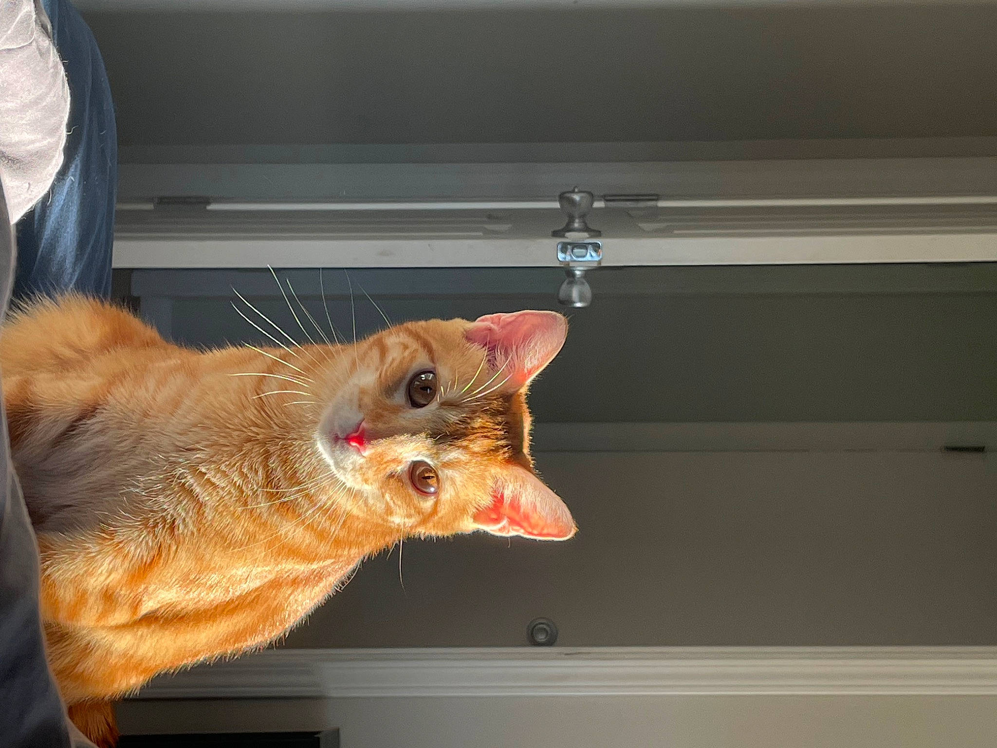 Radar is registered to the contest to win money with this photo: carnivore, cat, claw, domestic_short_haired_cat, fawn, felidae, fur, paw, room, small_to_medium_sized_cats, snout, tail, whiskers, wood