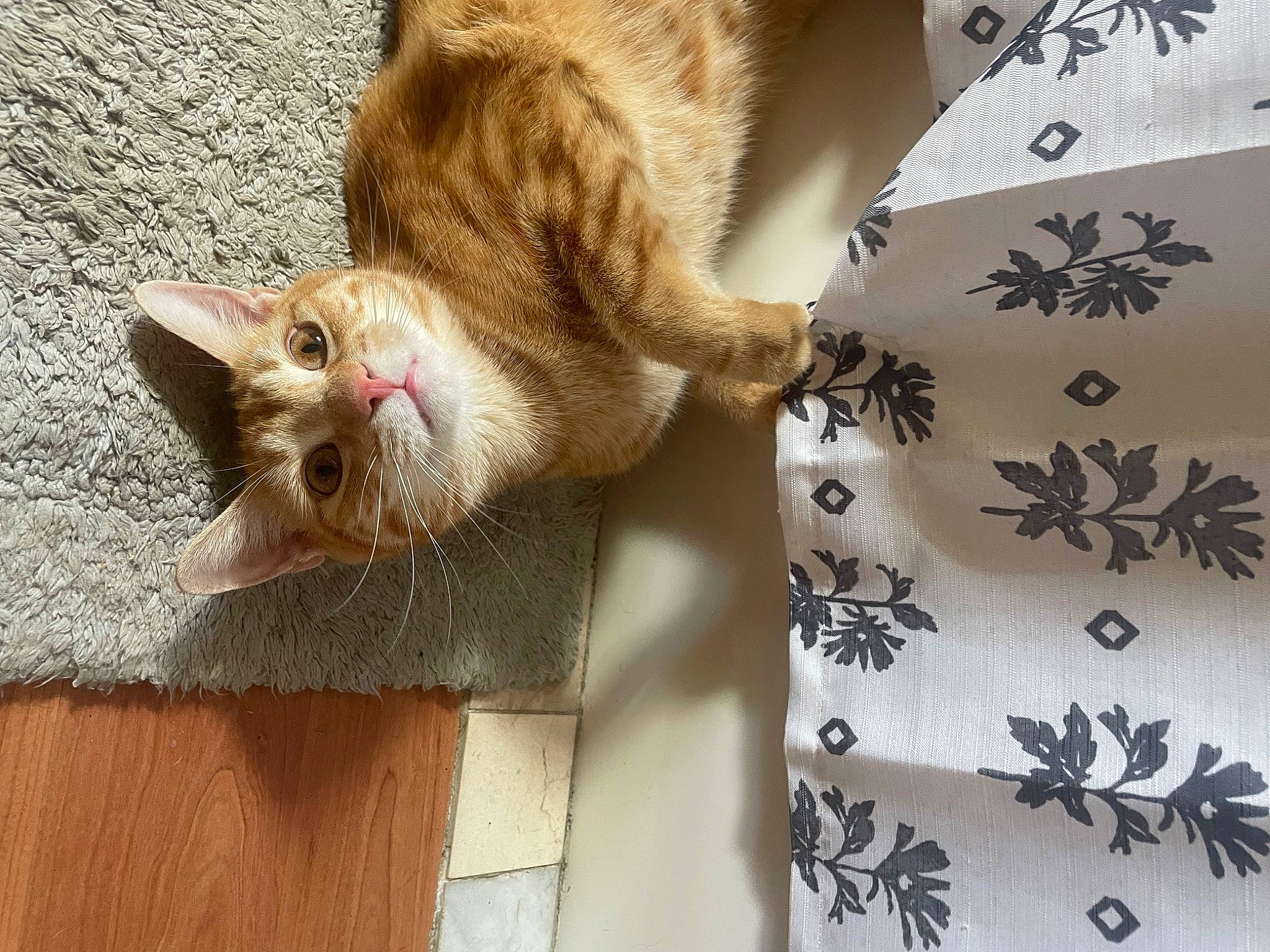 Radar joined the competition — help win amazing prizes! carnivore, cat, claw, domestic_short_haired_cat, fawn, felidae, fur, hardwood, linens, pattern, paw, small_to_medium_sized_cats, tail, whiskers, wood