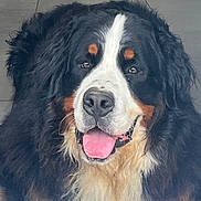 Floki participe au concours pour gagner de l'argent avec cette photo : animal, bernese_mountain_dog, black, brown, canine, close_up, companion, cute, dog, floor, friendly, fur, happy, indoor, lying_down, mammal, pet, portrait, tongue_out, white