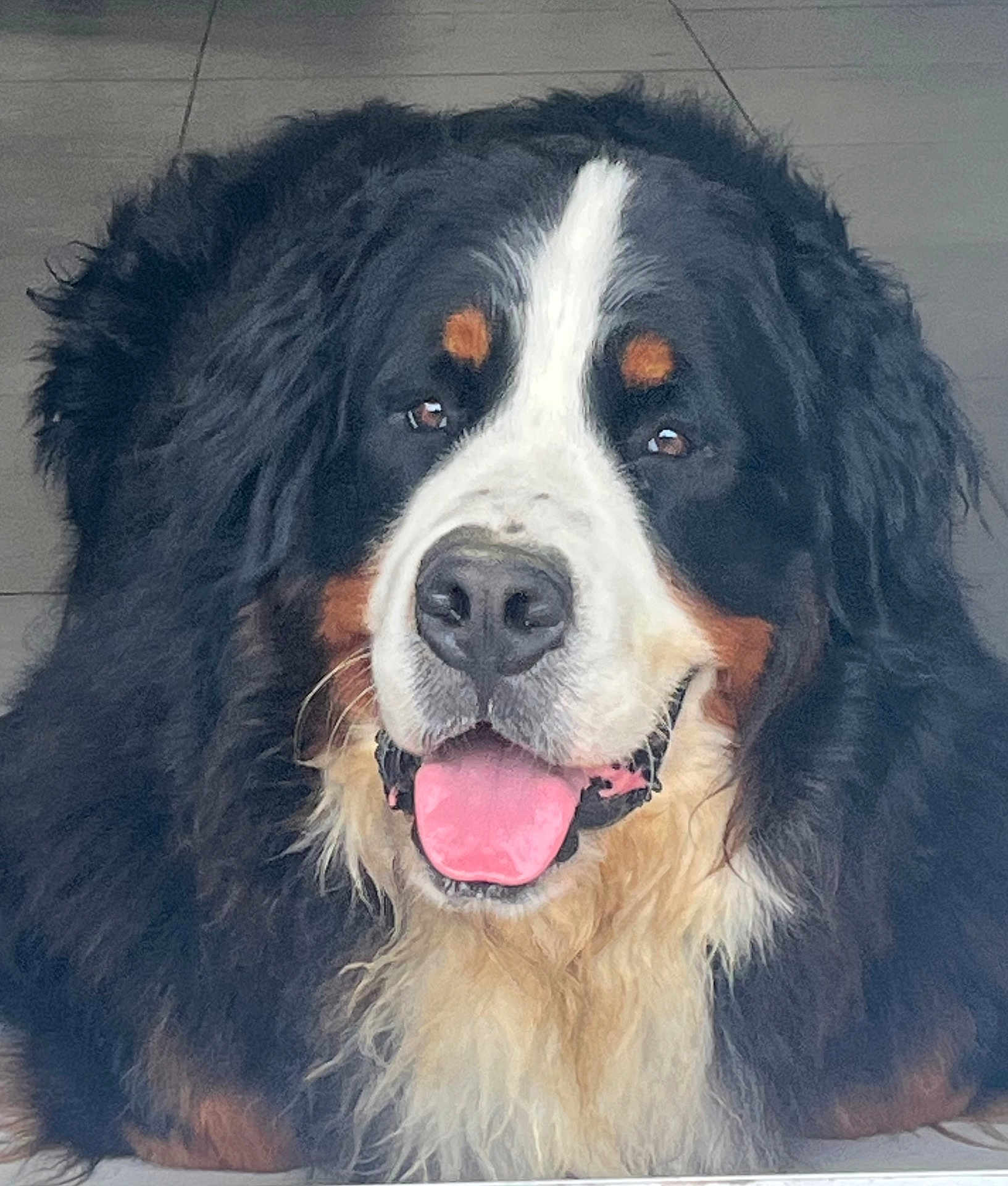 Floki participe au concours pour gagner de l'argent avec cette photo : animal, bernese_mountain_dog, black, brown, canine, close_up, companion, cute, dog, floor, friendly, fur, happy, indoor, lying_down, mammal, pet, portrait, tongue_out, white