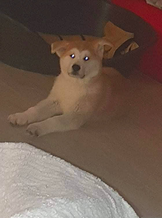 Payton participe au concours pour gagner de l'argent avec cette photo : canidae, carnivore, comfort, companion_dog, dog, dog_breed, eye, fawn, felidae, fur, head, paw, small_to_medium_sized_cats, snout, sporting_group, tail, terrestrial_animal, toy, whiskers, wood