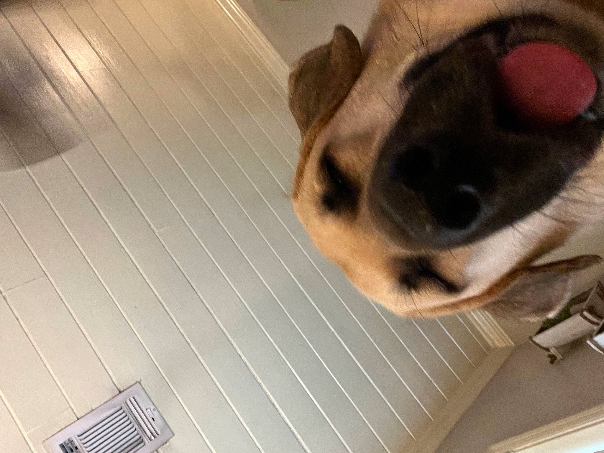 Winston joined the competition — help win amazing prizes! canidae, carnivore, comfort, companion_dog, dog, dog_breed, fawn, flooring, fur, hardwood, mesh, paw, pet_supply, pug, snout, sporting_group, toy_dog, whiskers, wood, working_animal