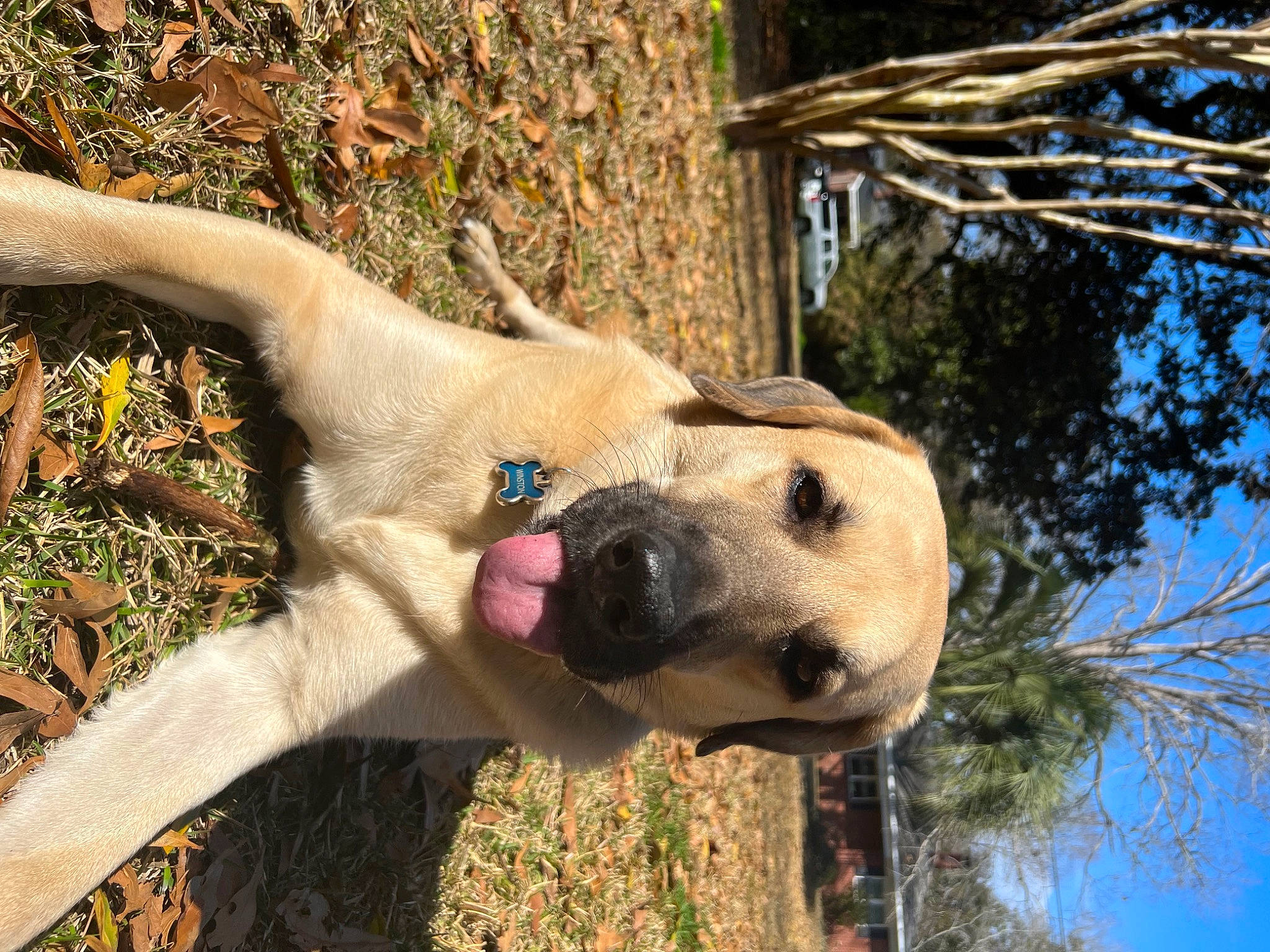 Winston is registered to the contest to win money with this photo: canidae, carnivore, collar, companion_dog, dog, dog_breed, fawn, grass, happy, plant, sky, snout, sporting_group, tail, terrestrial_animal, tree, twig, water, wildlife, working_animal