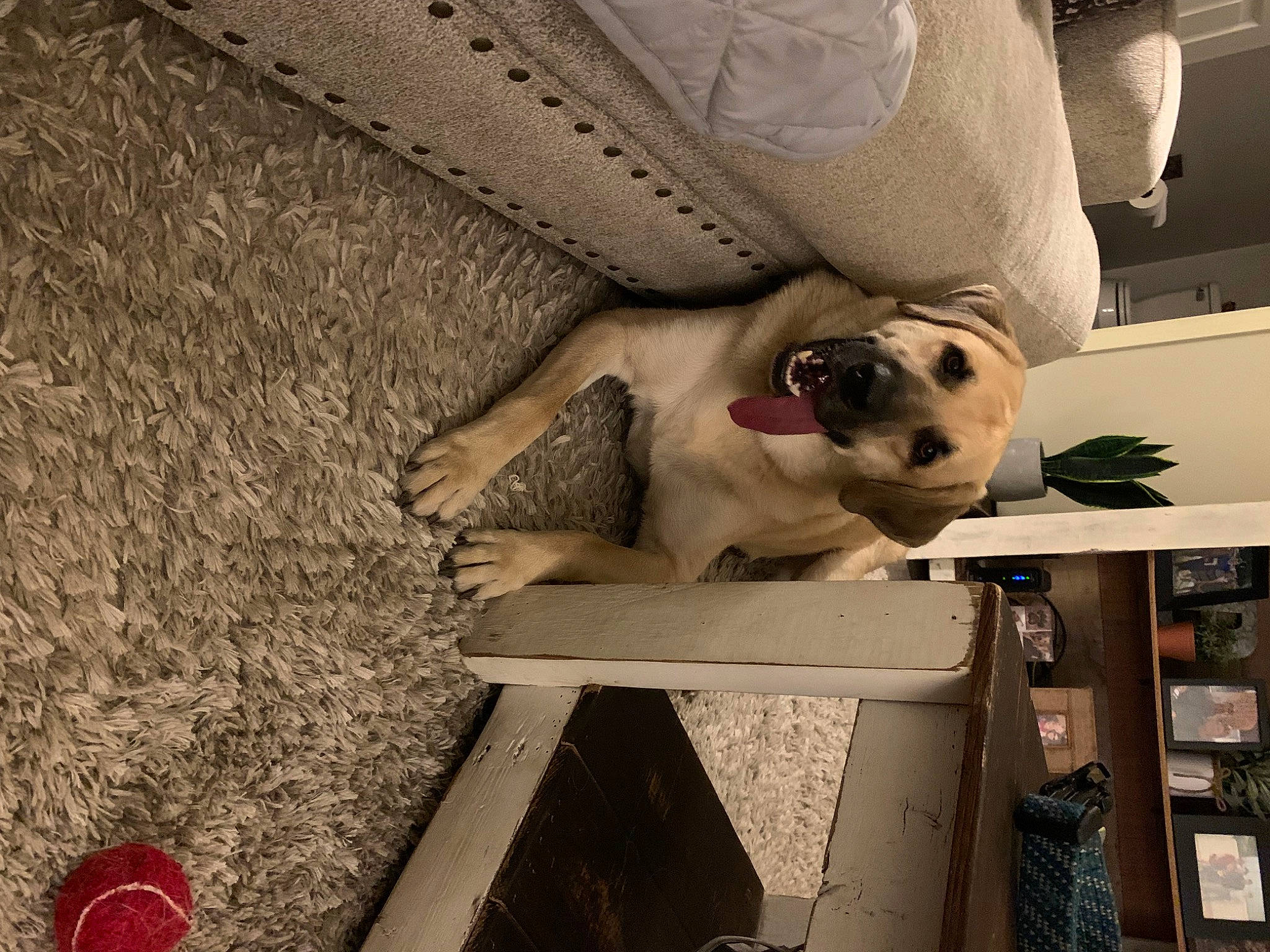 Winston is registered to the contest to win money with this photo: automotive_design, canidae, carnivore, comfort, companion_dog, eyewear, fawn, felidae, flooring, fur, human_leg, pattern, room, sporting_group, table, tints_and_shades, tree, wood