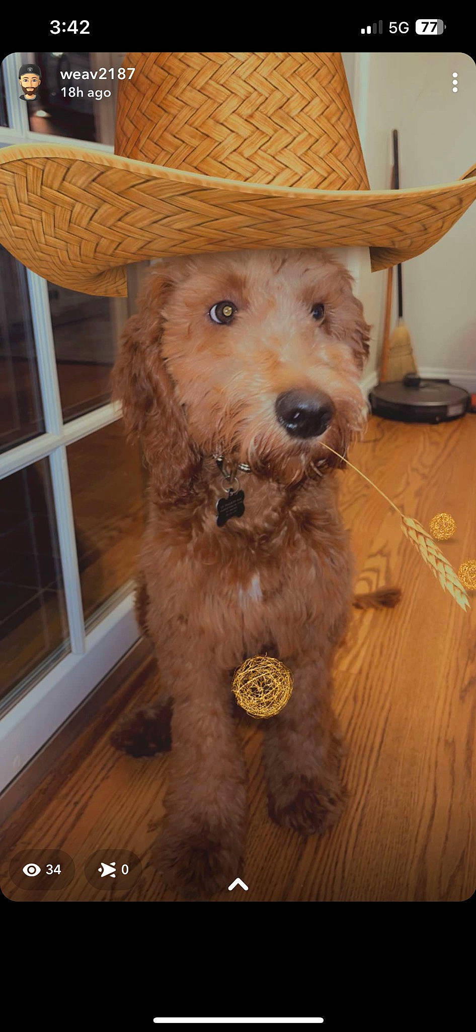 Cooper joined the competition — help win amazing prizes! canidae, carnivore, chair, companion_dog, costume_hat, cowboy_hat, dog, dog_breed, fawn, fur, hardwood, hat, liver, pet_supply, snout, sporting_group, sun_hat, window, wood, working_animal