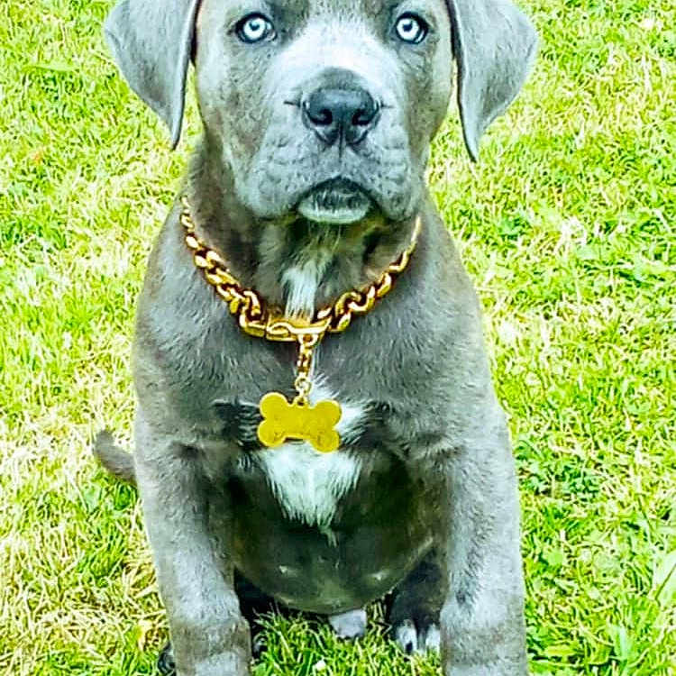 Sunrise a rejoint le concours — aidez-le/la à gagner de superbes lots ! accessories, animal, ball, bulldog, canine, dog, flower, football, grass, hound, jewelry, labradorretriever, lawn, leaf, necklace, pet, petal, plant, puppy, soccer