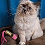 cat, fluffy, cream_colored, blue_eyes, toy, champagne_bottle_toy, brown_blanket, blue_curtain, pet, indoor, cute, feline, whiskers, sitting, soft_fur, playful, domestic_animal, cozy, portrait, animal
