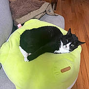 Willy joined the competition — help win amazing prizes! cat, black_and_white, pet, couch, plush, cushion, avocado_shaped, indoor, wooden_floor, furniture, relaxed, resting, cozy, fur, animal, domestic, cute, comfortable, home, living_room