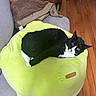 cat, black_and_white, pet, couch, plush, cushion, avocado_shaped, indoor, wooden_floor, furniture, relaxed, resting, cozy, fur, animal, domestic, cute, comfortable, home, living_room