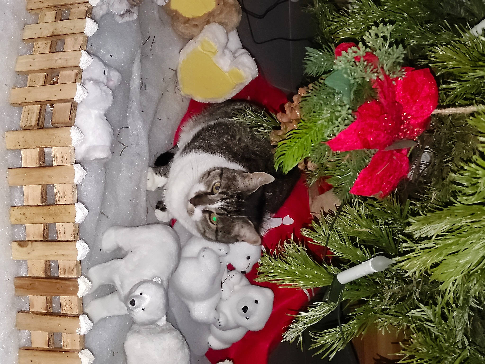 Shadow participe au concours pour gagner de l'argent avec cette photo : annual_plant, art, carnivore, cat, christmas_decoration, christmas_ornament, christmas_tree, event, evergreen, felidae, grass, holiday, holiday_ornament, ornament, petal, plant, small_to_medium_sized_cats, tail, tree, whiskers