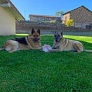 Loukie Et Malou participe au concours pour gagner de l'argent avec cette photo : dog, german_shepherd, grass, outdoor, sunny, toy, resting, animal, pet, greenery, fence, building, blue_sky, nature, daytime, mammal, canine, relaxed, playful, yard