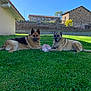 dog, german_shepherd, grass, outdoor, sunny, toy, resting, animal, pet, greenery, fence, building, blue_sky, nature, daytime, mammal, canine, relaxed, playful, yard