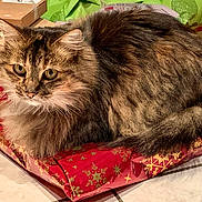 Chapeline a rejoint le concours — aidez-le/la à gagner de superbes lots ! cat, tabby, fluffy, pet, animal, indoor, floor, tile, gift_bag, wrapping_paper, holiday, christmas, curious, feline, brown, black, green, red, decor, package