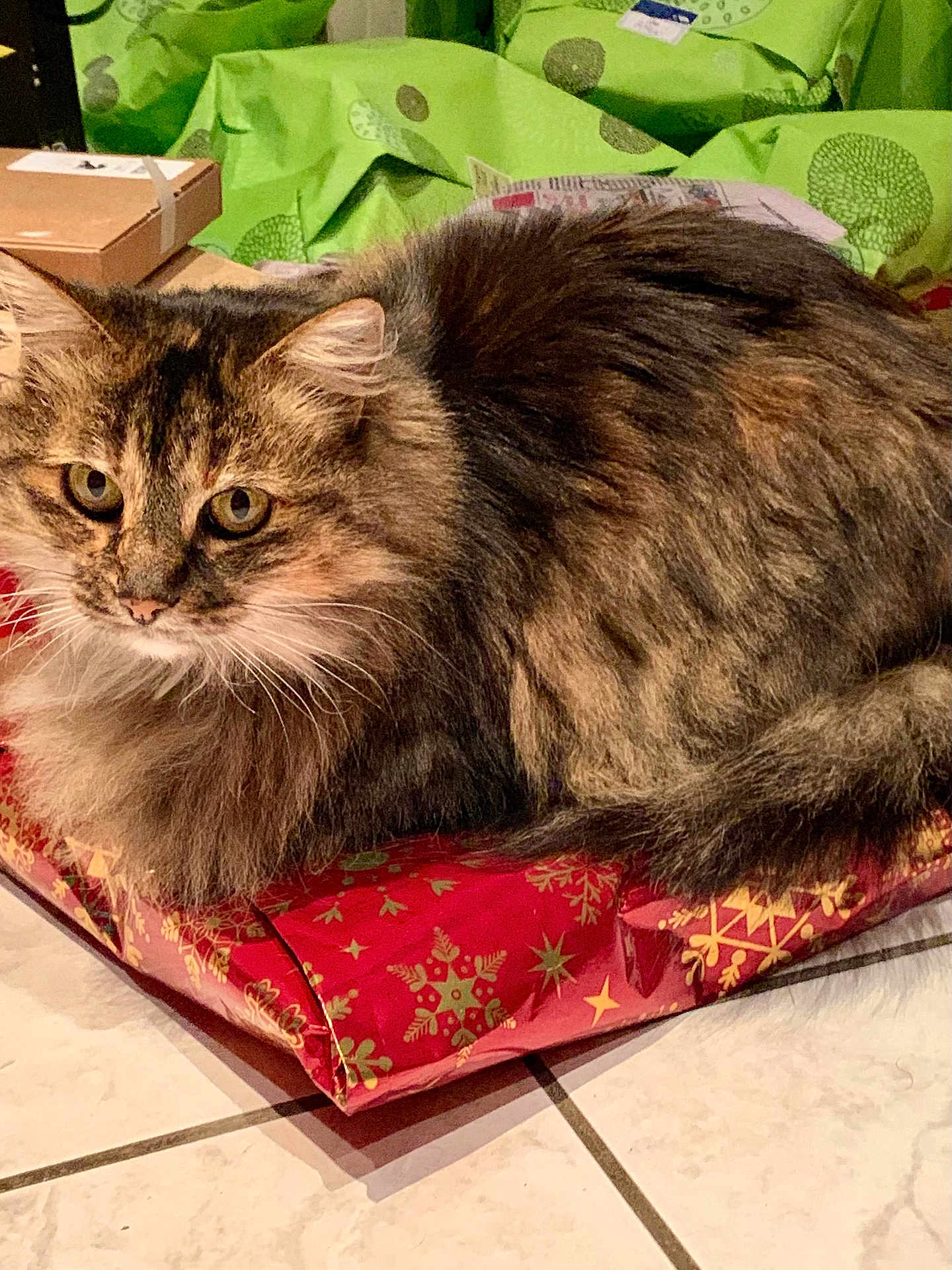 Chapeline a rejoint le concours — aidez-le/la à gagner de superbes lots ! cat, tabby, fluffy, pet, animal, indoor, floor, tile, gift_bag, wrapping_paper, holiday, christmas, curious, feline, brown, black, green, red, decor, package