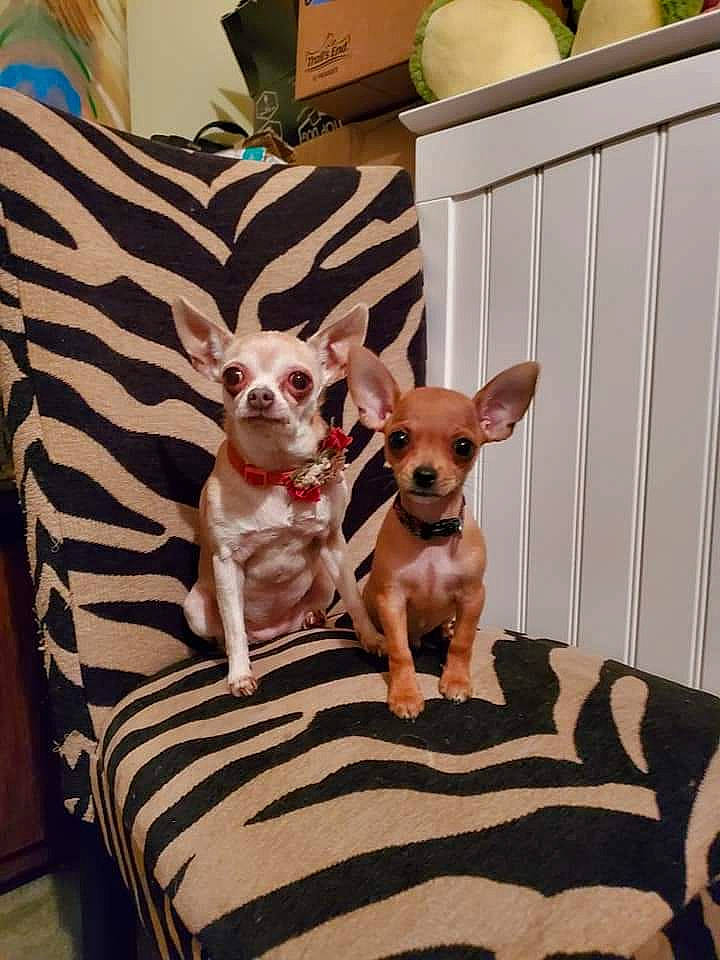 Peanut joined the competition — help win amazing prizes! box, canidae, carnivore, chihuahua, companion_dog, dog, dog_breed, dog_supply, fawn, home_accessories, linens, liver, non_sporting_group, pet_supply, russkiy_toy, snout, sporting_group, toy_dog, vertebrate, working_animal