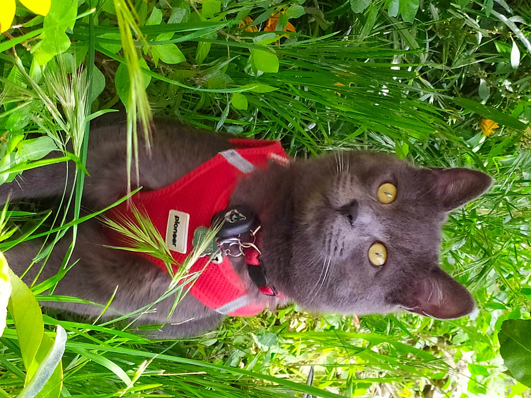 Oliver