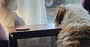Sam is registered to the contest to win money with this photo: dog, cat, window, curtain, silhouette, indoor, pet, furniture, table, coaster, light, shadow, reflection, fluffy, brown, white, curtains, quiet, calm, daylight