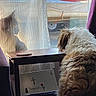 dog, cat, window, curtain, silhouette, indoor, pet, furniture, table, coaster, light, shadow, reflection, fluffy, brown, white, curtains, quiet, calm, daylight