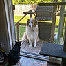 Sam joined the competition — help win amazing prizes! dog, cat, glass_door, backyard, deck, grill, grass, wooden_floor, mat, pet, animal, indoor, outdoor, sunlight, curiosity, fence, collar, black_cat, fluffy_dog, quiet_moment