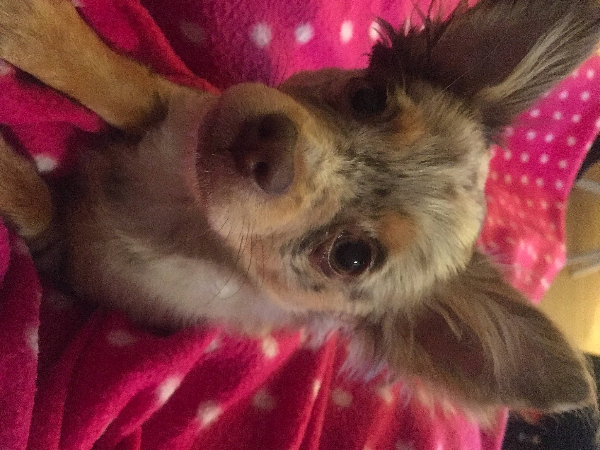 Emy a rejoint le concours — aidez-le/la à gagner de superbes lots ! canidae, carnivore, close_up, companion_dog, dog, dog_breed, dog_supply, ear, fawn, fur, magenta, paw, puppy_love, small_terrier, snout, sporting_group, terrier, toy_dog, whiskers, working_animal