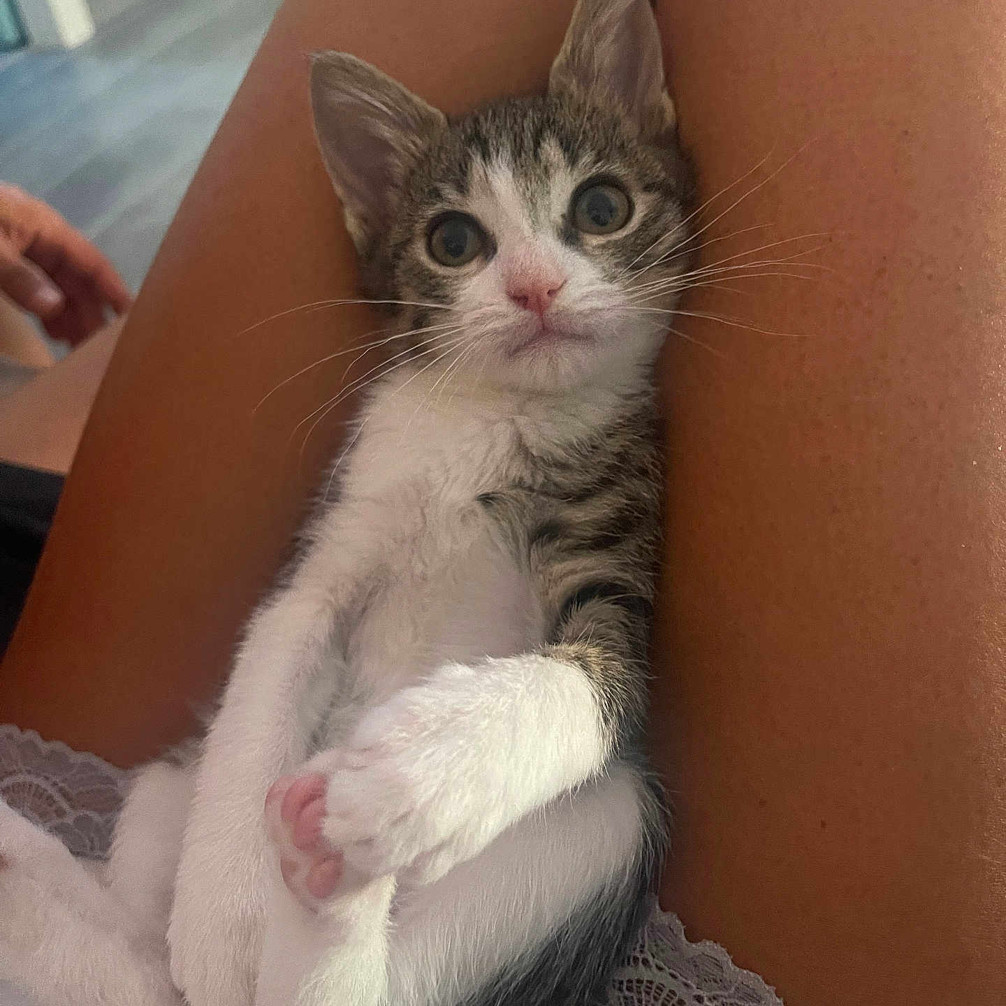June a rejoint le concours — aidez-le/la à gagner de superbes lots ! animal, cat, cute, eyes, face, fur, human, indoor, kitten, lace, legs, nose, paw, pet, pink_paw, relaxed, striped_fur, tail, whiskers, white_fur